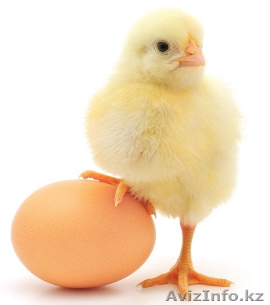 Цыплята бройлеры от производителя! В РОЗНИЦУ и Оптом! - Изображение #3, Объявление #1247487