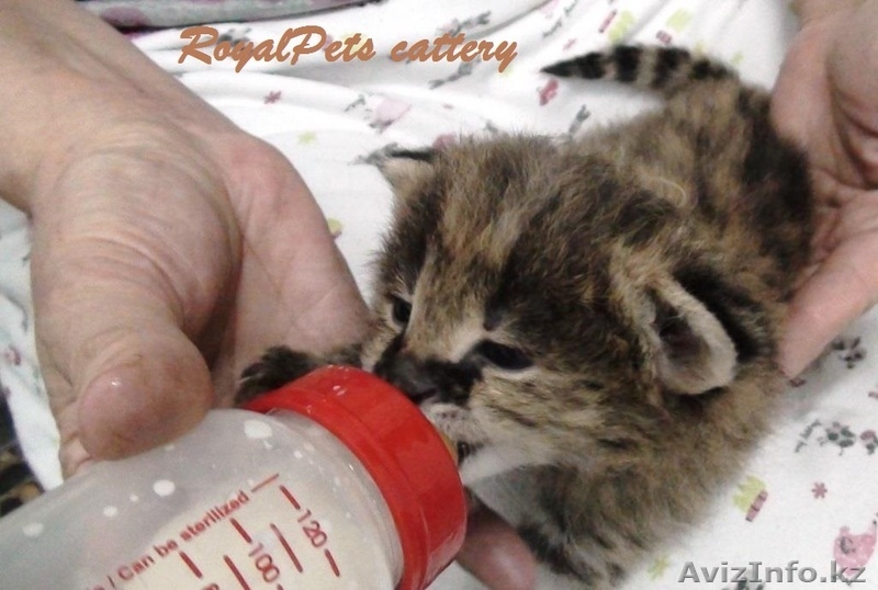 Продам котенка домашнего сервала - Изображение #3, Объявление #1261920