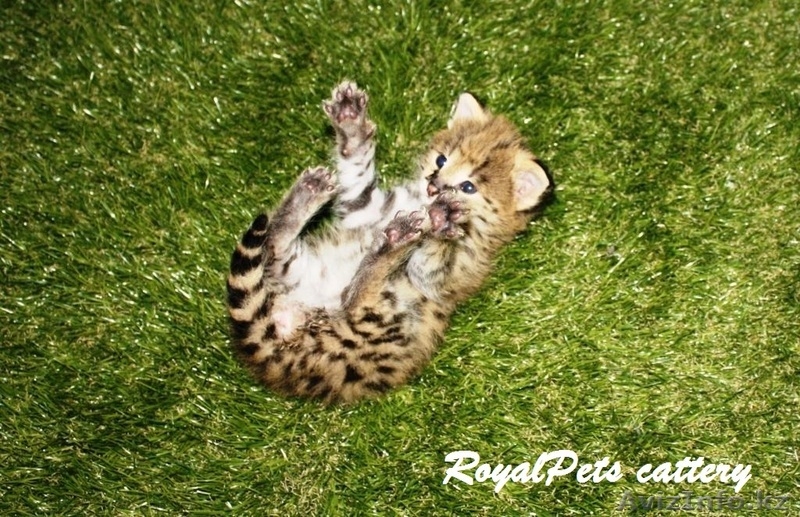 Продам котенка домашнего сервала - Изображение #2, Объявление #1261920