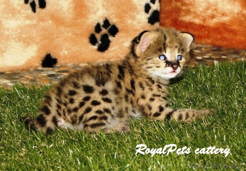 Продам котенка домашнего сервала - Изображение #1, Объявление #1261920