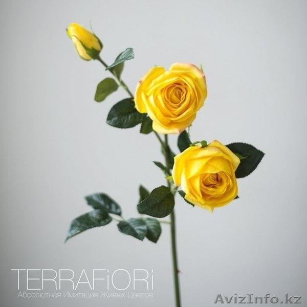 Terra Fiori / Терра Фиори - Изображение #8, Объявление #1259427