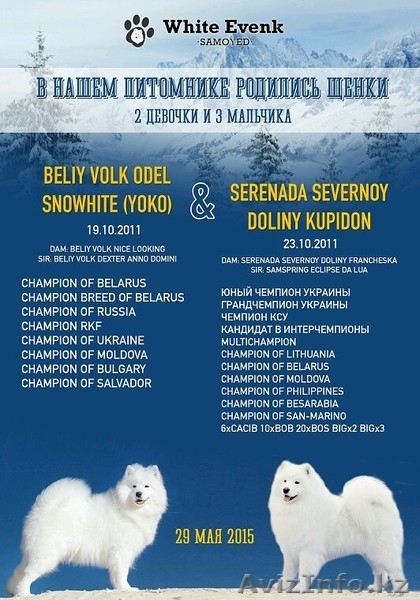 Щенки самоеда от пары МультиЧемпионов  - Изображение #1, Объявление #1273662