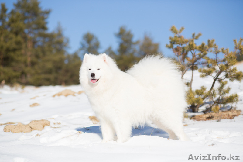 Щенки самоеда от пары МультиЧемпионов  - Изображение #3, Объявление #1273662