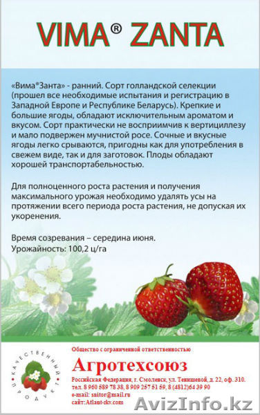 Рассада клубники в розницу и оптом в Астане - Изображение #1, Объявление #1287272