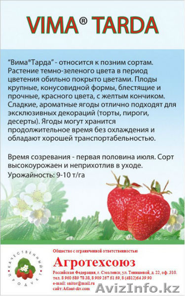 Рассада клубники в розницу и оптом в Астане - Изображение #2, Объявление #1287272