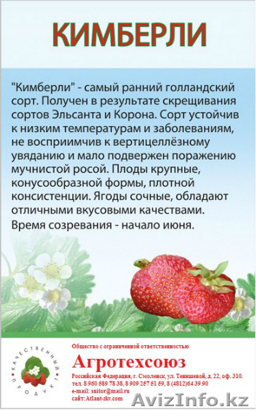 Рассада клубники в розницу и оптом в Астане - Изображение #4, Объявление #1287272