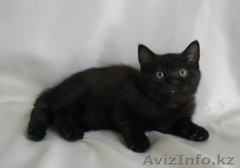 Продам котят. Британские, с родословной. - Изображение #2, Объявление #1295588