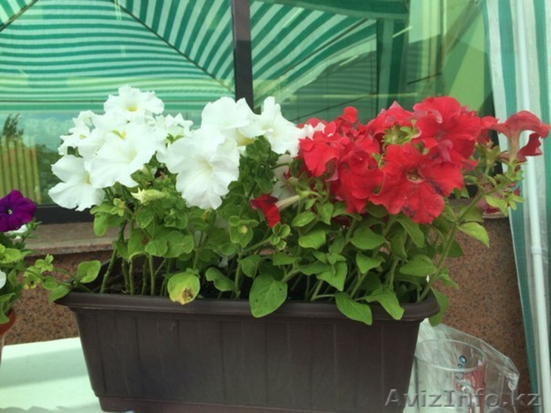 Горшки с петуниями - Изображение #4, Объявление #1285392