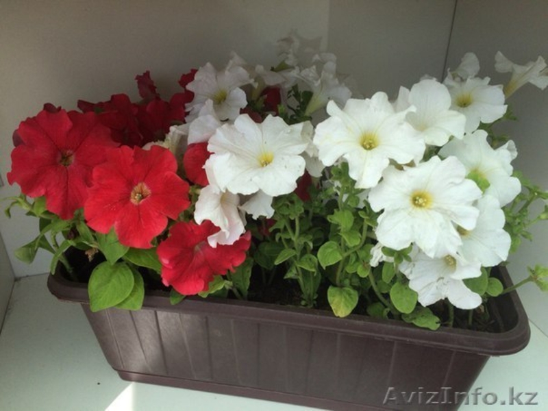 Вазоны с петуниями - Изображение #3, Объявление #1285393