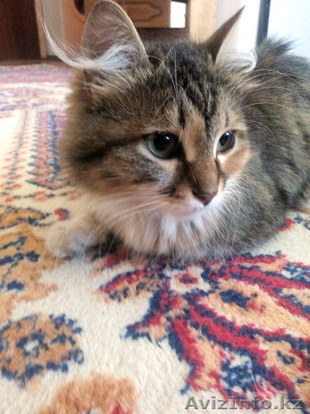 Ищем доброе сердце и дом для кошки - Изображение #3, Объявление #1292302