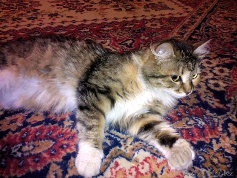 Ищем доброе сердце и дом для кошки - Изображение #2, Объявление #1292302