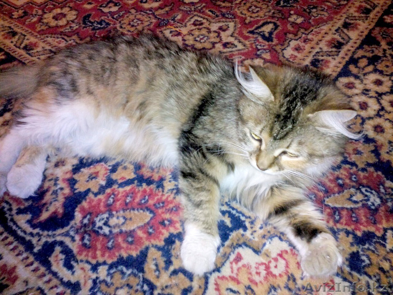 Ищем доброе сердце и дом для кошки - Изображение #1, Объявление #1292302