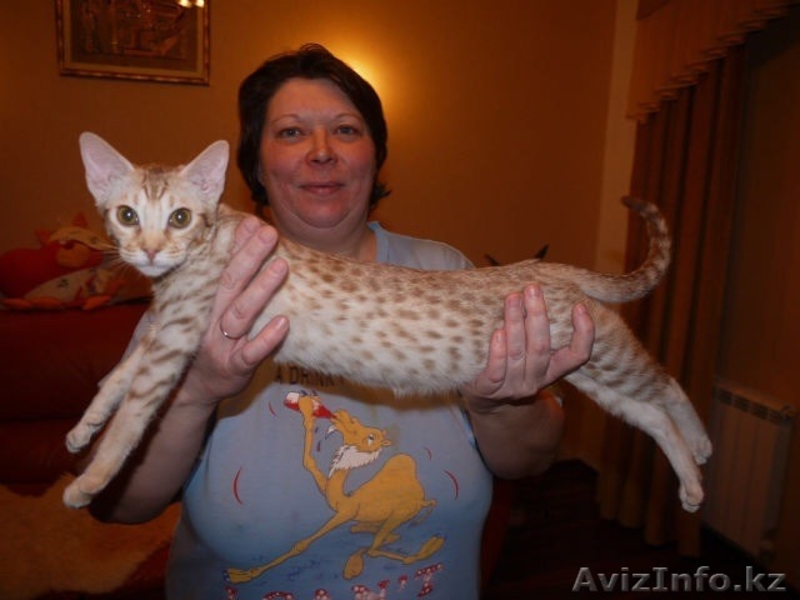 Продаются котята редкой породы Оцикет - Изображение #3, Объявление #1295292