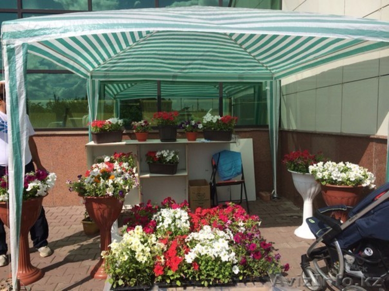 Горшки с петуниями - Изображение #2, Объявление #1285392