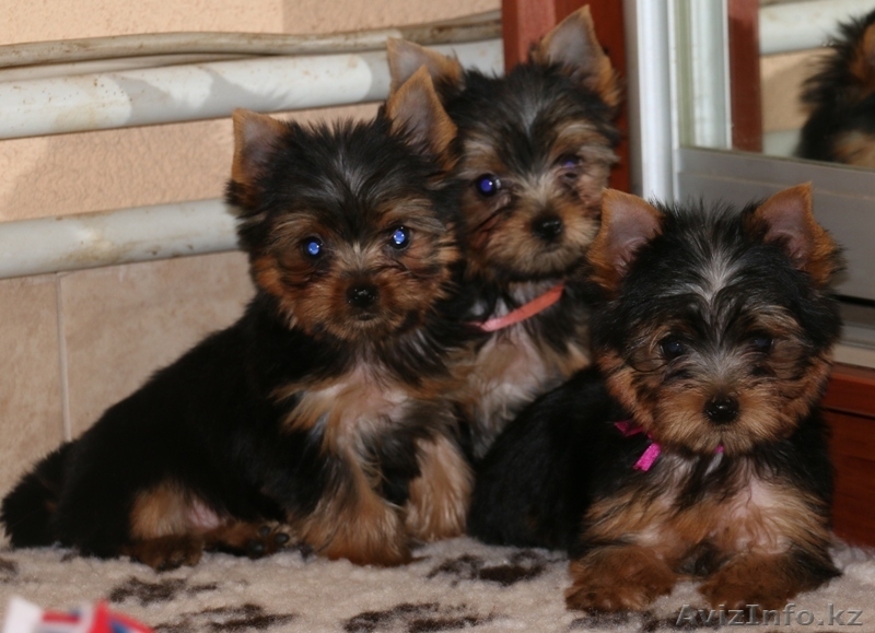 Продам девочку и мальчика Йоркширского Терьера - Изображение #1, Объявление #1300734