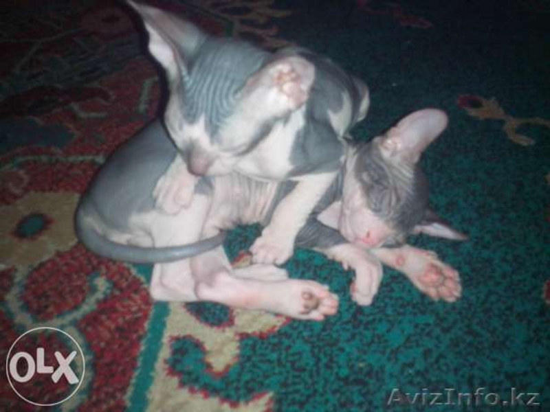 Продам котят сфинксов  - Изображение #1, Объявление #1312130