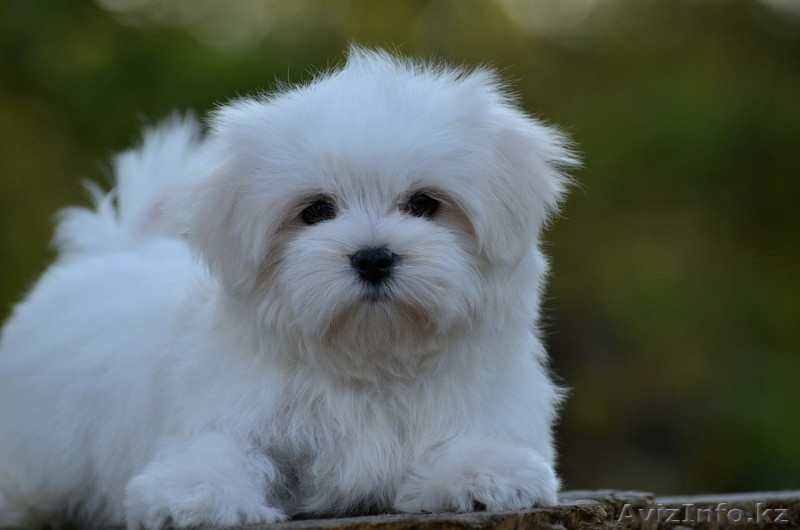 красивый малыш мальтезе - Изображение #2, Объявление #1316276