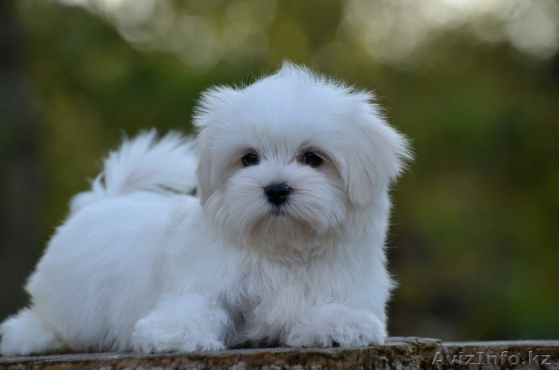 красивый малыш мальтезе - Изображение #4, Объявление #1316276