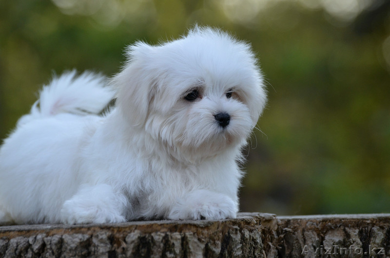 красивый малыш мальтезе - Изображение #5, Объявление #1316276