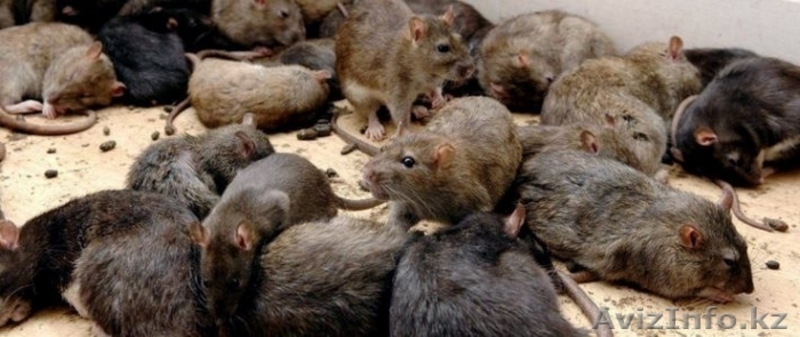 Борьба с грызунами Астана - Изображение #1, Объявление #1329736