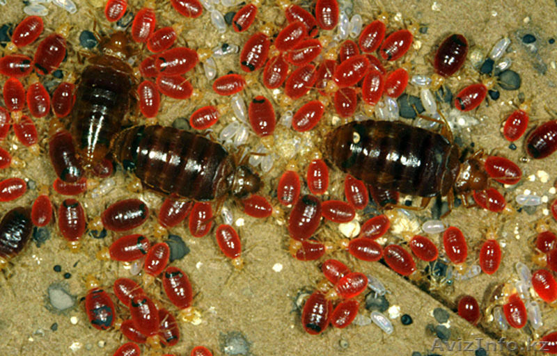 Уничтожение клопов Астана - Изображение #1, Объявление #1329716