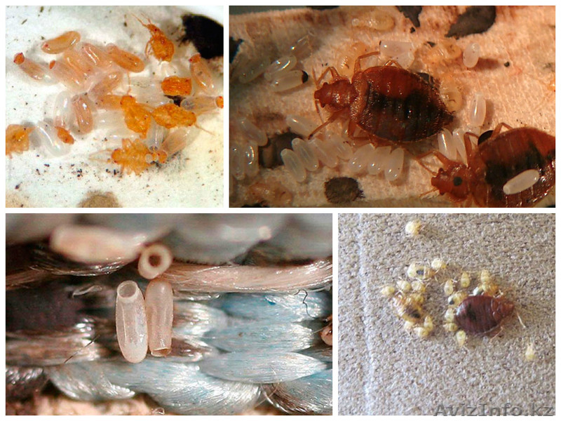 Уничтожение клопов Астана - Изображение #2, Объявление #1329716