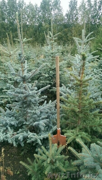 Саженцы деревьев. - Изображение #1, Объявление #1332057