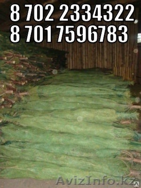 Новогодние елки ( сосны) оптом - Изображение #1, Объявление #1334434