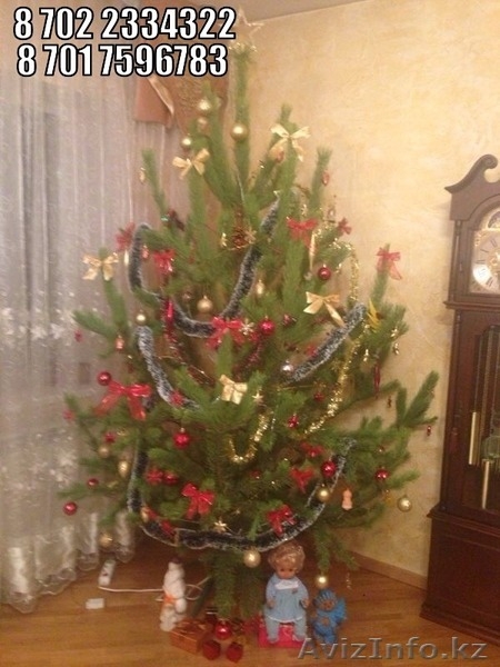Новогодние елки ( сосны) оптом - Изображение #2, Объявление #1334434