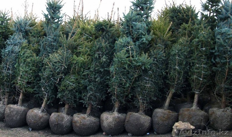 Саженцы деревьев. - Изображение #4, Объявление #1332057