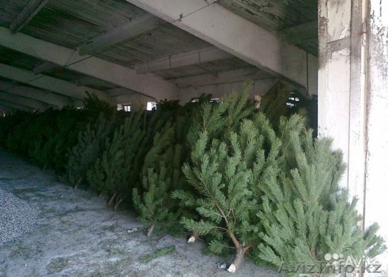 Продам Пихты Сосны Для Нового Года - Изображение #1, Объявление #1339694