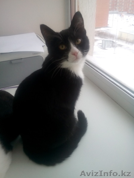 Отдам в хорошие руки бесплатно - Изображение #1, Объявление #1346502