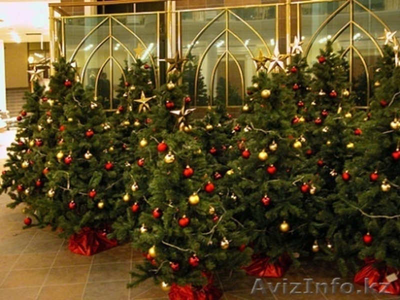 Распродажа елок в Астане. - Изображение #3, Объявление #1344779