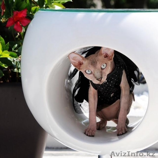 Канадский сфинкс питомник Cassiopeia - Изображение #3, Объявление #1370367