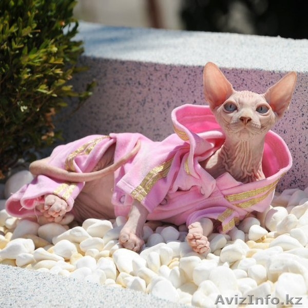 Питомник Cassiopeia канадский сфинкс - Изображение #3, Объявление #1370372