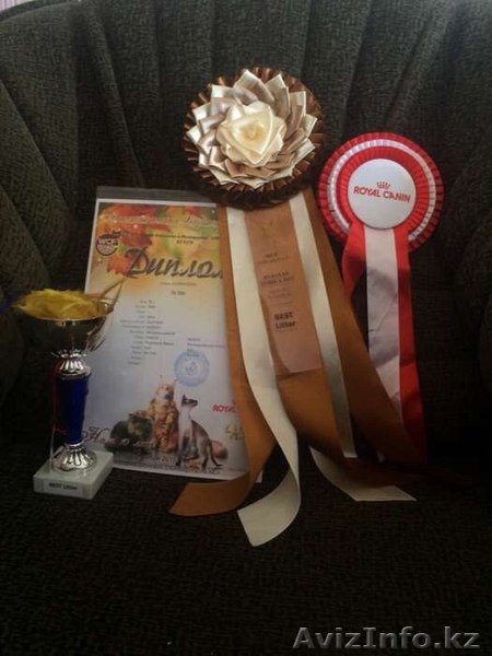 Продам Котенка Канадского сфинкса - Изображение #4, Объявление #1381481