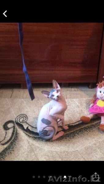 Продам Котенка Канадского сфинкса - Изображение #5, Объявление #1381481