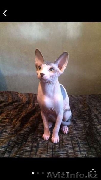 Продам Котенка Канадского сфинкса - Изображение #1, Объявление #1381481