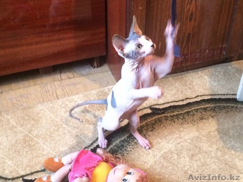 Продам Котенка Канадского сфинкса - Изображение #2, Объявление #1381481