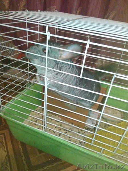 Продам Шиншиллу(девочка) Аврора с клеткой - Изображение #1, Объявление #1461780