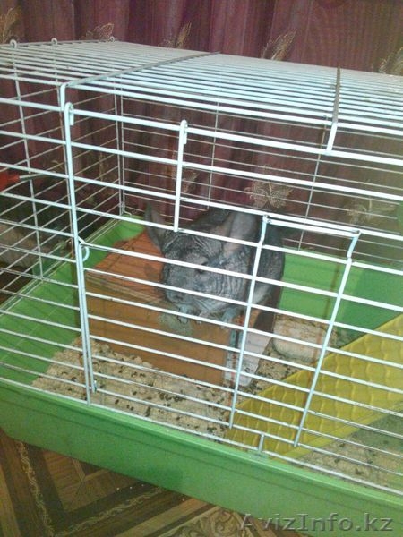 Продам Шиншиллу(девочка) Аврора с клеткой - Изображение #2, Объявление #1461780