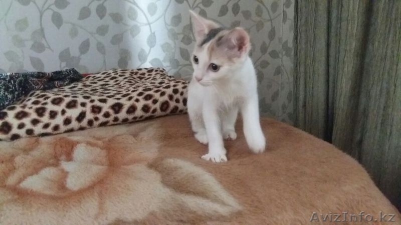 Пушистики ищут хозяев - Изображение #6, Объявление #1475233