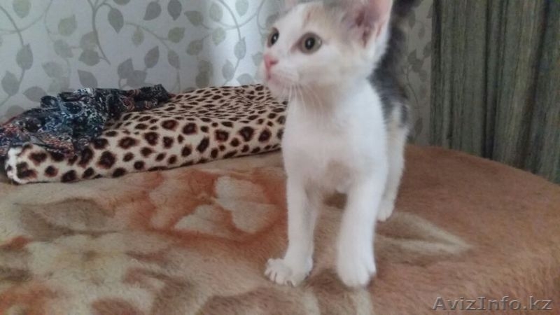 Пушистики ищут хозяев - Изображение #7, Объявление #1475233