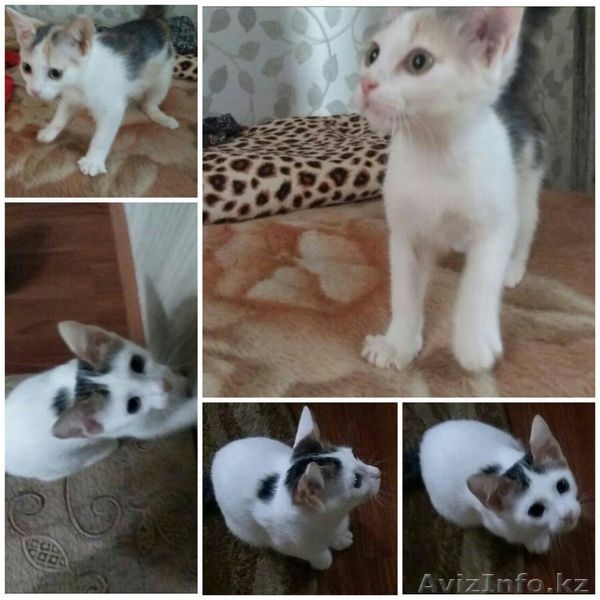 Пушистики ищут хозяев - Изображение #1, Объявление #1475233