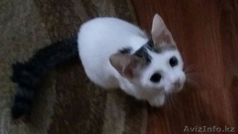 Пушистики ищут хозяев - Изображение #2, Объявление #1475233