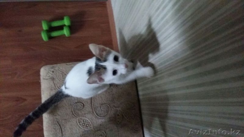 Пушистики ищут хозяев - Изображение #3, Объявление #1475233