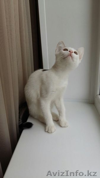 Пушистики ищут хозяев - Изображение #4, Объявление #1475233