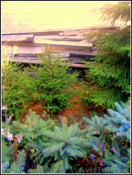 саженцы ели обыкновенной,сибирской,канадской - Изображение #7, Объявление #1306821