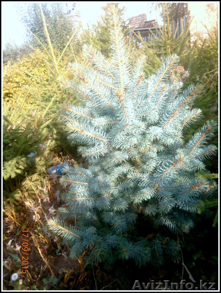 саженцы ели обыкновенной,сибирской,канадской - Изображение #1, Объявление #1306821