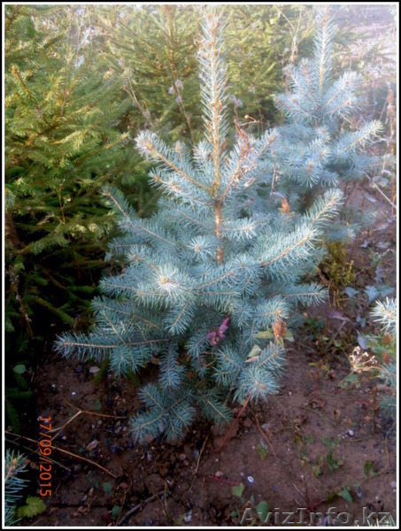 саженцы ели обыкновенной,сибирской,канадской - Изображение #2, Объявление #1306821